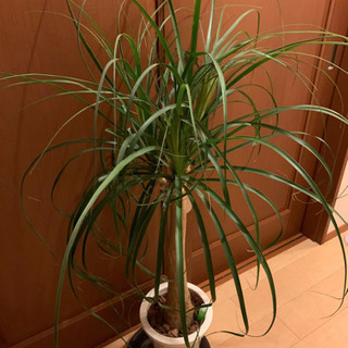 大阪府 吹田市の中古観葉植物が無料 格安で買える ジモティー 大阪府 吹田市の中古観葉植物が無料 格安で買える ジモティー