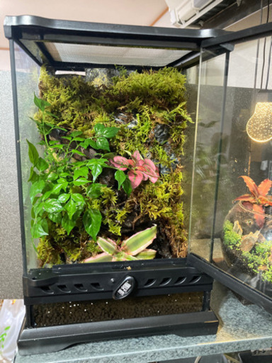 人気絶頂 杜のメダカ熱帯魚飼育にコケリウム テラリウム完成品 水槽ポンプ付き 配送員設置送料無料 人気絶頂 杜のメダカ熱帯魚飼育にコケリウム テラリウム完成品 水槽ポンプ付き 配送員設置送料無料
