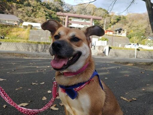 外交 固体 強要 神奈川 保健所 犬 Kumamoto Ramen Jp