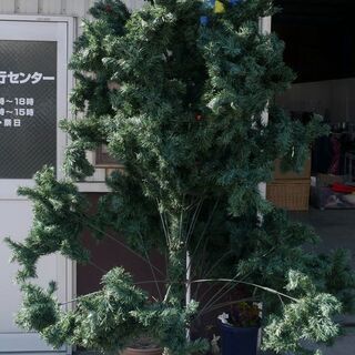 大きなクリスマスツリー売ります　3千円　香川県高松市鬼無町