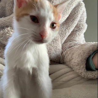 トラ猫ちゃんと白茶ちゃん 現在白茶ちゃんのみ募集 はなな 北千住の猫の里親募集 ジモティー トラ猫ちゃんと白茶ちゃん 現在白茶ちゃんのみ募集 はなな 北千住の猫の里親募集 ジモティー