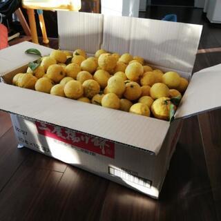 12/20収穫☆20キロ無農薬柚子