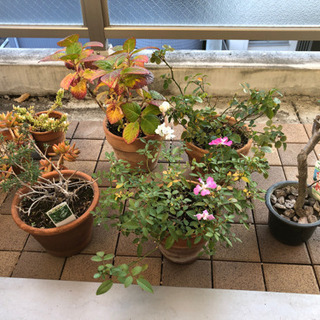 さしあげます。花鉢、ハーブ鉢、多肉植物