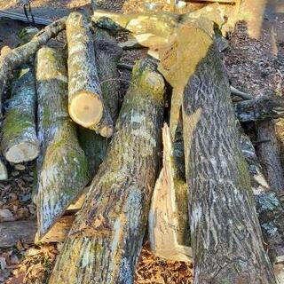 薪、広葉樹、針葉樹、配達可能、今なら長さ指定できます。