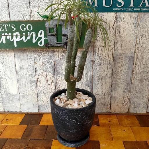 【観葉植物】モンキーツリー　受皿付