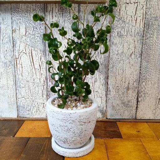 観葉植物 ベンャミン バロック受皿付 ゆっぴー 亀有のその他の中古あげます 譲ります ジモティーで不用品の処分 観葉植物 ベンャミン バロック受皿付 ゆっぴー 亀有のその他の中古あげます 譲ります ジモティーで不用品の処分