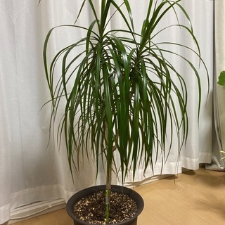 観葉植物　ドラセナ