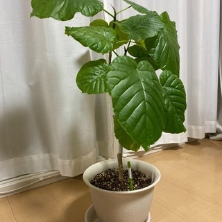 観葉植物　ウンベラータ 