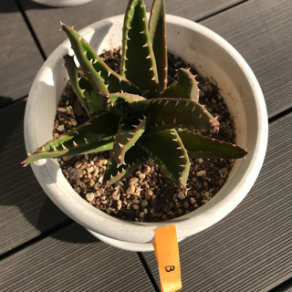 神奈川県の中古アロエ その他が無料 格安で買える ジモティー