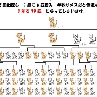 宮城県ののら猫さんの不妊手術には助成金が出ます。団体による無料手術もあります（無料枠は月に一頭から多くても３頭ほどです） - 登米市