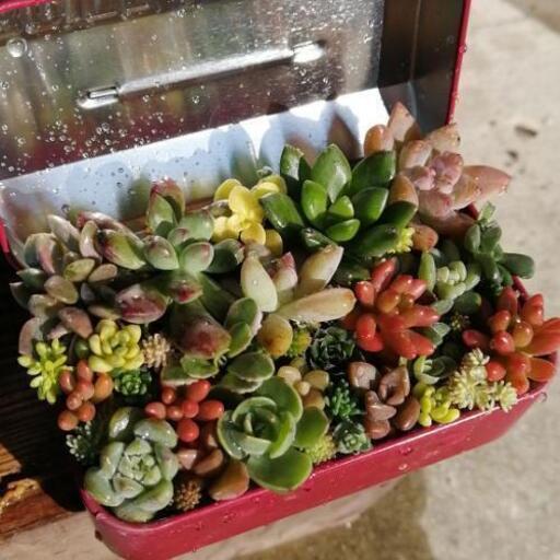 Soldout ミニ工具箱 赤色 多肉植物寄植え かめちん 紫のその他の中古あげます 譲ります ジモティーで不用品の処分 Soldout ミニ工具箱 赤色 多肉植物寄植え かめちん 紫のその他の中古あげます 譲ります ジモティーで不用品の処分