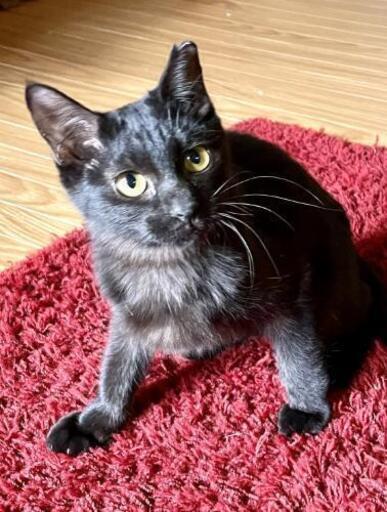 甘えん坊で優しい女の子 初めて飼う方でも大丈夫 ゆりこん 高鷲の猫の里親募集 ジモティー 甘えん坊で優しい女の子 初めて飼う方でも大丈夫 ゆりこん 高鷲の猫の里親募集 ジモティー