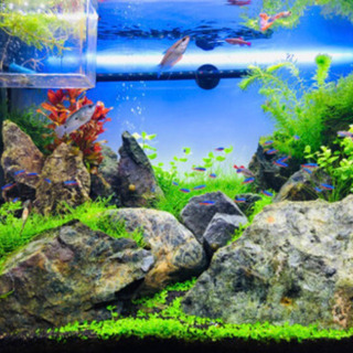 60cmガラス水槽一式セット 