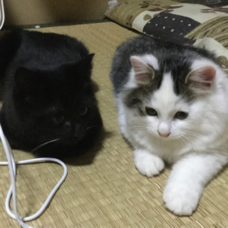 突然なついてきたメス猫ちゃんが子供を産んでいて急遽保護しました　取り敢えずは兄弟でもらって頂ける方募集中です！ - 猫