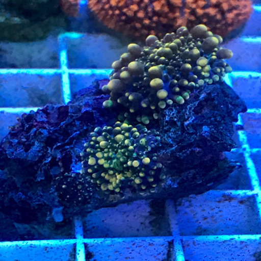 バブルディスク　ソフトコーラル　海水　サンゴ