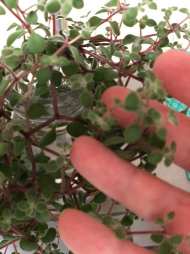 めちゃくちゃ強い多肉植物 名前教えてください 八朔 プロフ必読 九度山のその他の中古あげます 譲ります ジモティーで不用品の処分 めちゃくちゃ強い多肉植物 名前教えてください 八朔 プロフ必読 九度山のその他の中古あげます 譲ります ジモティーで不用品の処分