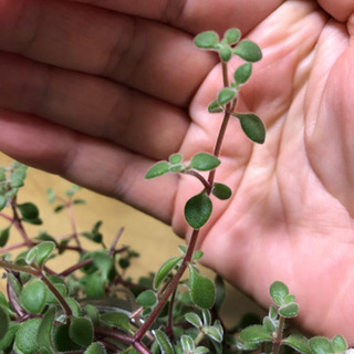 めちゃくちゃ強い多肉植物、名前教えてください。