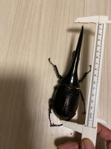 ヘラクレスオオカブト幼虫血統 ひろき 岩宿のその他の中古あげます 譲ります ジモティーで不用品の処分 ヘラクレスオオカブト幼虫血統 ひろき 岩宿のその他の中古あげます 譲ります ジモティーで不用品の処分