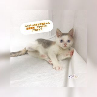 マンチカン　三毛柄のネコちゃん　子猫　●●●本文をよくご覧下さい...