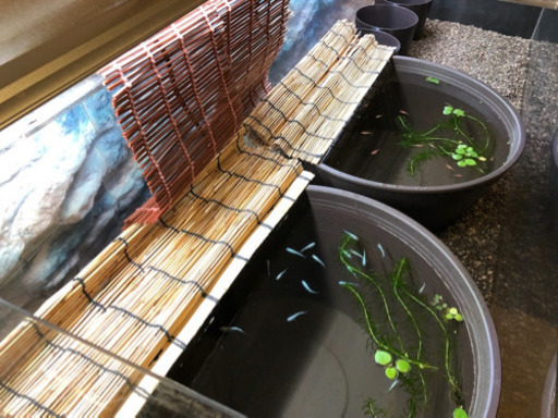 プラ製睡蓮鉢メダカビオトープ金魚飼育用 はるさく プロフ 都島のその他の中古あげます 譲ります ジモティーで不用品の処分 プラ製睡蓮鉢メダカビオトープ金魚飼育用 はるさく プロフ 都島のその他の中古あげます 譲ります ジモティーで不用品の処分