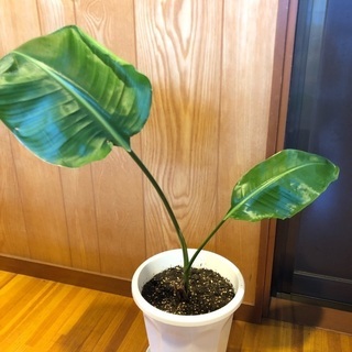 オーガスタ　観葉植物