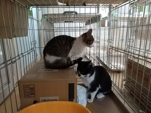 親子で迎えられました シャムミックスおす４か月半齢 黒白５才のまま猫と一緒に 綾野 あざみ野の猫の里親募集 ジモティー