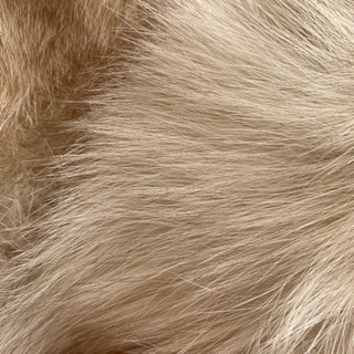 サガフォックス