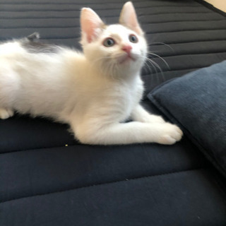 白黒の子猫、3ヶ月