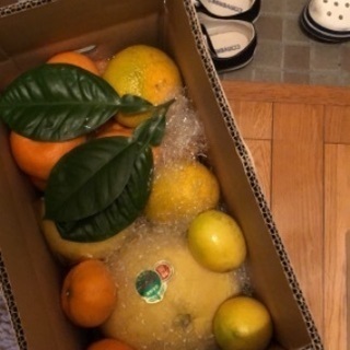 熊本県産 みかん数種類、レモン、晩白柚