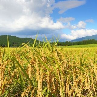 ＼北海道まで旅費支給／北海道の広大な牧場で牛さんとオシゴト！人混...