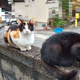 ＜正式譲渡となりました＞三毛猫さん、キジ猫さんの里親さん求む　～希望は2匹一緒に～ - 猫