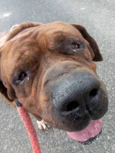 体重80 越え 土佐犬の男の子が静かな余生を望んでいます Iio 比企の犬の里親募集 ジモティー