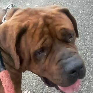 体重80 越え 土佐犬の男の子が静かな余生を望んでいます Iio 比企の犬の里親募集 ジモティー
