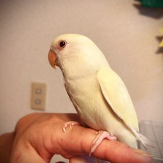 コザクラ 里親募集 ジモティー コザクラ 里親募集 ジモティー