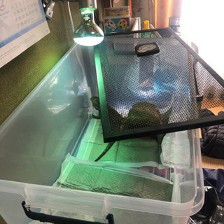 フトアゴ 飼育セット