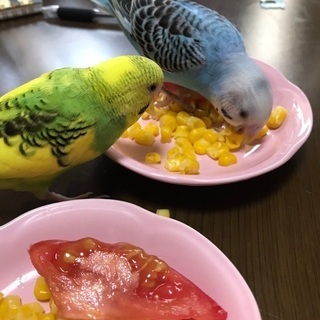 セキセイインコの里親になってください