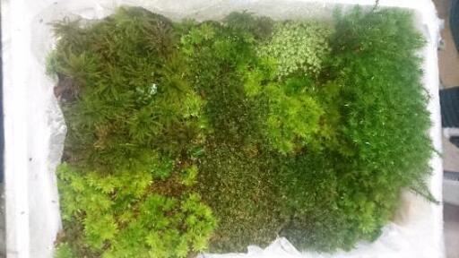 苔多種類