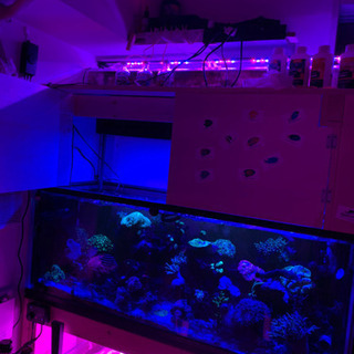 120ガラス水槽、リフジウムセット