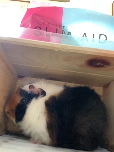 アビシニアンモルモット メス 生後3ヶ月 ののん 高知のその他の里親募集 ジモティー