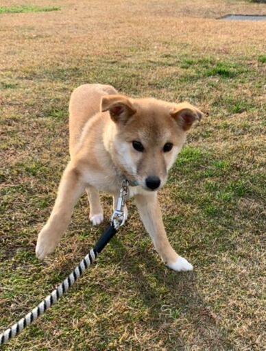 控えめmixにしては小ぶりなうーちゃん去勢済 四国ワンにゃん 名古屋のその他の里親募集 ジモティー