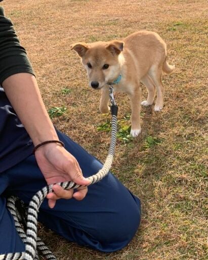 控えめmixにしては小ぶりなうーちゃん去勢済 よっしー 名古屋のその他の里親募集 ジモティー 控えめmixにしては小ぶりなうーちゃん去勢済 よっしー 名古屋のその他の里親募集 ジモティー