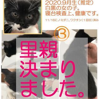 【里親決定】2020年9月生の子猫×4 - 猫