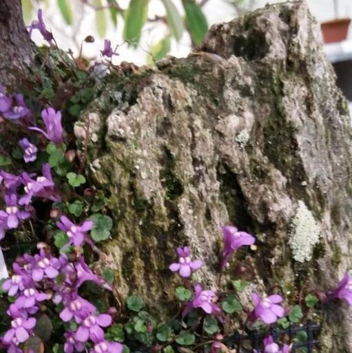 年末特価 大きい軽石 軽石の植木鉢一品物 ジモティーアクア 宮之阪のその他の中古あげます 譲ります ジモティーで不用品の処分 年末特価 大きい軽石 軽石の植木鉢一品物 ジモティーアクア 宮之阪のその他の中古あげます 譲ります ジモティーで不用品の処分