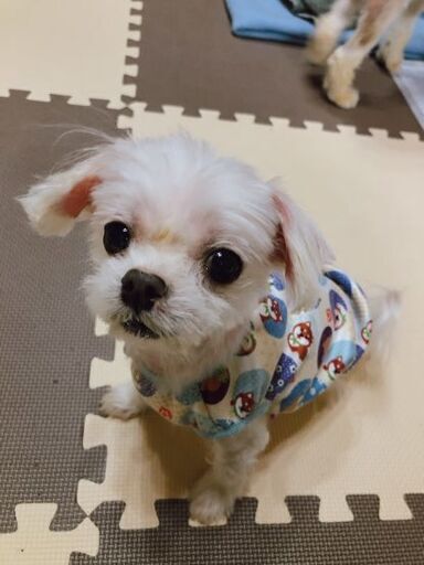 とーっても可愛いマルチーズの女の子 ぱんぱか 横須賀のその他の里親募集 ジモティー とーっても可愛いマルチーズの女の子 ぱんぱか 横須賀のその他の里親募集 ジモティー