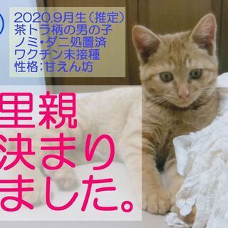 【里親決定】2020年9月生の子猫×4 − 石川県