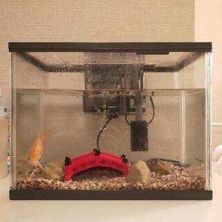 【商談中】金魚1匹　水槽エアーポンプ付き　無料