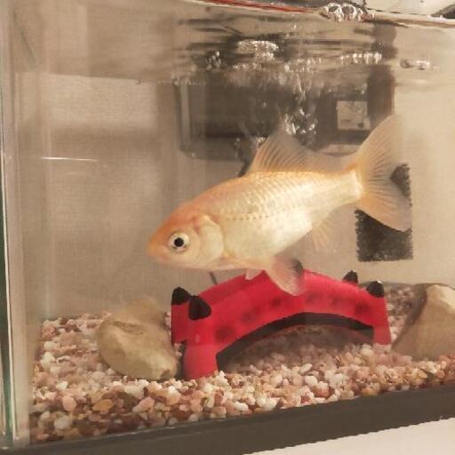 商談中 金魚1匹水槽エアーポンプ付き無料 むぎ 元町のその他の中古あげます 譲ります ジモティーで不用品の処分
