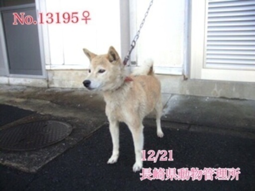 飼主返還になりました 保健所収容 ガリガリに痩せて彷徨っていた人が大好きな可愛い小柄な中型女の子 県外譲渡可 私と家族になって下さい Kmhらぶ 大村のその他の里親募集 ジモティー 飼主返還になりました 保健所収容 ガリガリに痩せて彷徨っていた人が大好きな可愛い小柄な中型女の子 県外譲渡可 私と家族になって下さい Kmhらぶ 大村のその他の里親募集 ジモティー