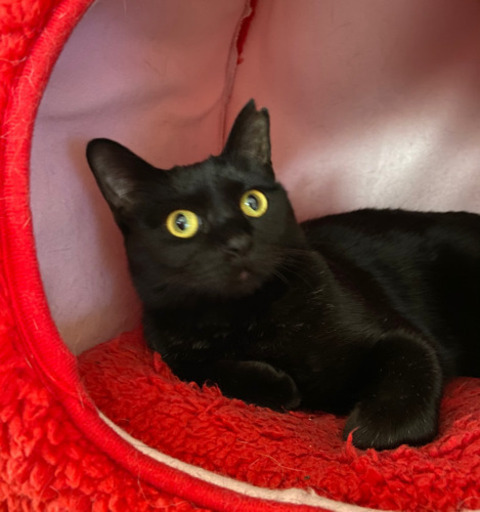 幸せを呼ぶ黒猫の女の子です じゃりん子チエ 中村公園の猫の里親募集 ジモティー 幸せを呼ぶ黒猫の女の子です じゃりん子チエ 中村公園の猫の里親募集 ジモティー
