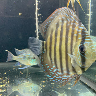 ワイルドディスカス4匹